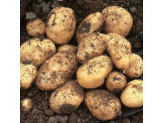 Foremost Seed Potatoes (First Early - 1 kg)